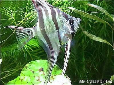 紅背埃及神仙魚【《水族文化嫁神仙魚：東方世界中的獨特精靈》】