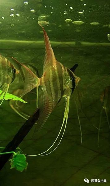 紅背埃及神仙魚【《水族文化嫁神仙魚：東方世界中的獨特精靈》】