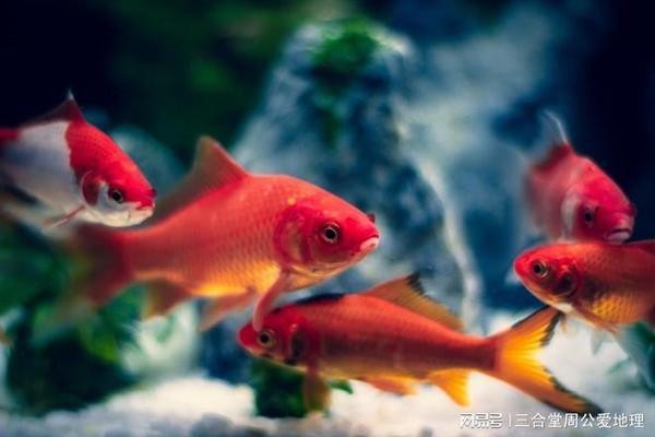 1～20條魚吉祥寓意【1～20條魚的吉祥寓意】