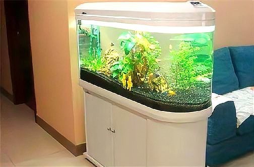 風水魚缸放什么位置最好【家庭魚缸擺放風水】 風水魚缸放什么位置最好【家庭魚缸擺放風水】 龍魚論壇 第7張