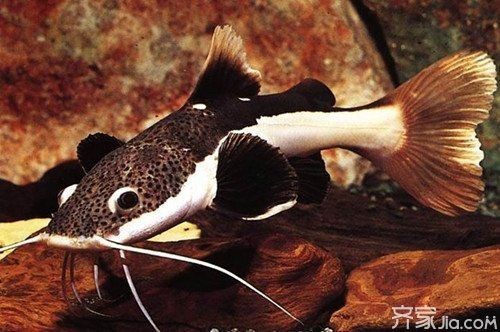 虹弦見招財貓魚活狗仔鯨【紅尾鯰的養殖技巧】
