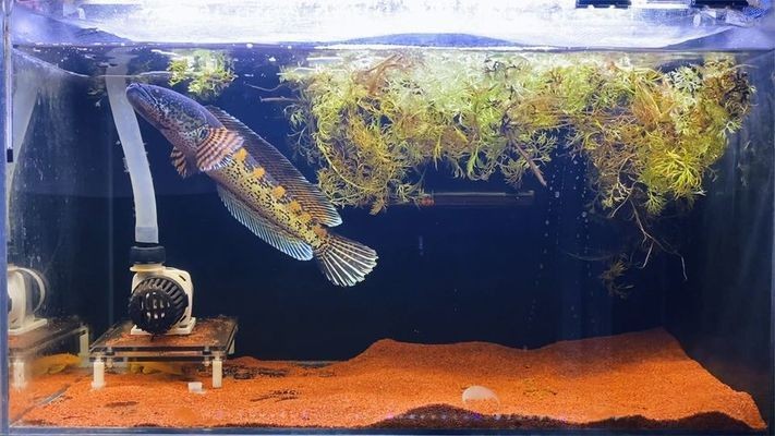 龍口市蘆頭鎮(zhèn)姜偉水族館（龍口市蘆頭鎮(zhèn)姜偉水族館地址）【山東龍口市蘆頭鎮(zhèn)姜偉水族館令人驚嘆的海洋世界】