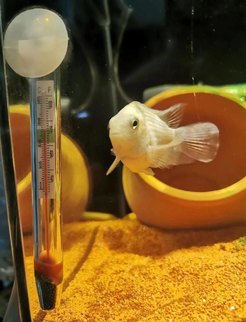 龍魚眼白點病治療期間需要停食嗎？【魚患眼白點病治療期間通常需要停食】 龍魚眼白點病治療期間需要停食嗎？【魚患眼白點病治療期間通常需要停食】 龍魚論壇 第2張