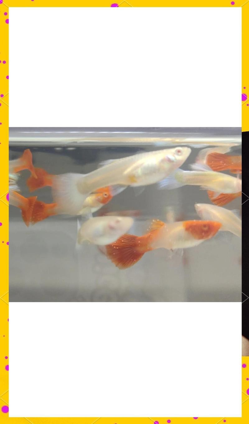 龍魚眼白點病治療期間需要停食嗎？【魚患眼白點病治療期間通常需要停食】 龍魚眼白點病治療期間需要停食嗎？【魚患眼白點病治療期間通常需要停食】 龍魚論壇 第1張