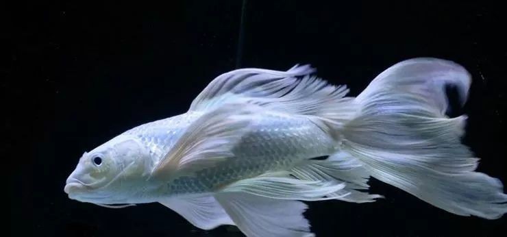 蝴蝶鯉最貴三個品種【養魚大全,蝴蝶鯉,蝴蝶鯉好養嗎新手也能輕松入門】