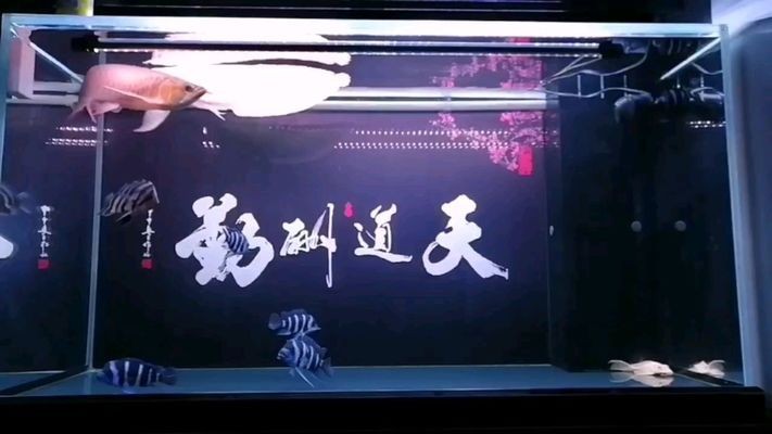 烏蘭浩特市游樂觀賞魚館（烏蘭浩特哪有觀賞魚賣）【烏蘭浩特市游樂觀賞魚館】