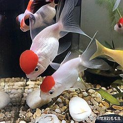 建議窮人養(yǎng)的10種冷水魚【養(yǎng)魚大全，建議窮人養(yǎng)的10種冷水魚】 建議窮人養(yǎng)的10種冷水魚【養(yǎng)魚大全，建議窮人養(yǎng)的10種冷水魚】 龍魚論壇 第4張