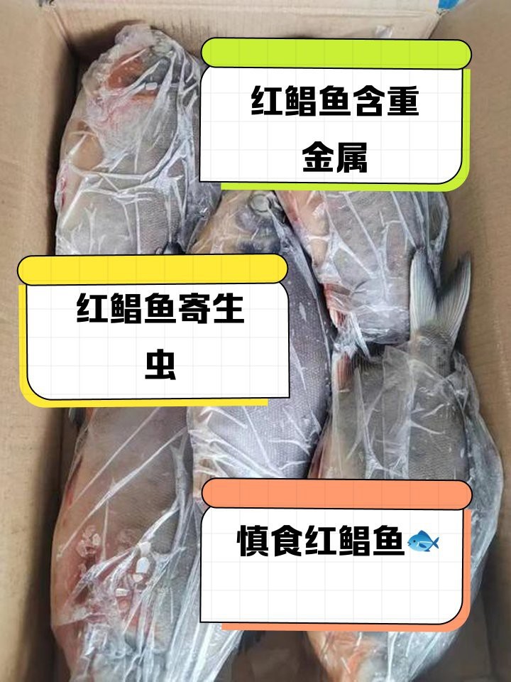 淡水紅鯧魚是世界上最臟的嗎【淡水紅鯧魚屬于“最臟”的魚類嗎？】