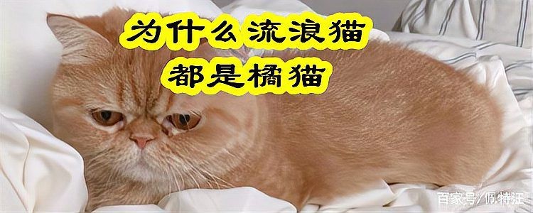 為什么流浪貓都是橘貓【為什么流浪貓都是橘貓橘貓嗎為什么流浪貓都是橘貓】
