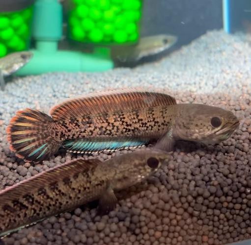 給我一些龍魚發色的圖片【《探尋龍魚發色之美：圖片中的絢麗世界》**】