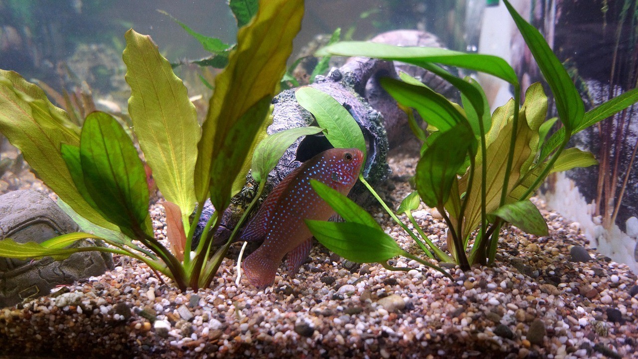 龍魚內寄最怕三個藥【龍魚內寄寄生蟲問題備受關注，有三個藥是應對它的重點】