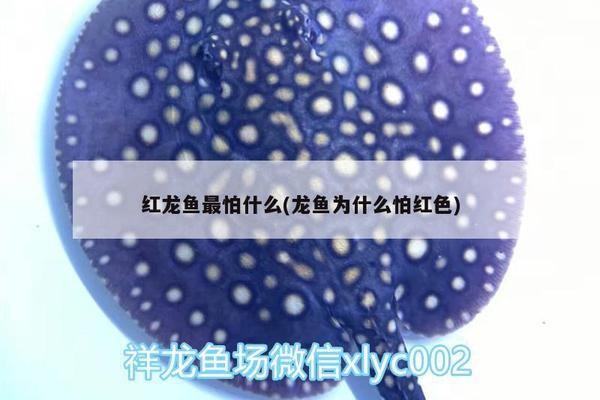 睢寧縣樊斌森森水族館（睢寧縣樊斌森森水族館地址）【江蘇<strong><mark>徐州</mark></strong>睢寧縣樊斌森森森森水族館是一家知名水族館】
