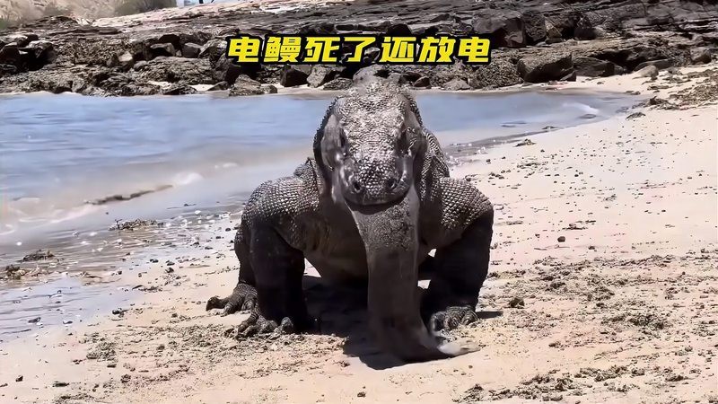 電鰻死后還能放電嗎
