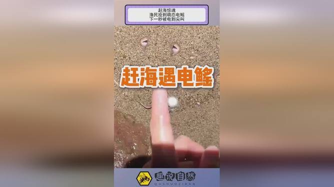電鰩視頻趕海【《毛里求斯》毛里求斯第1集:趕海被電到尖叫趣說自然】