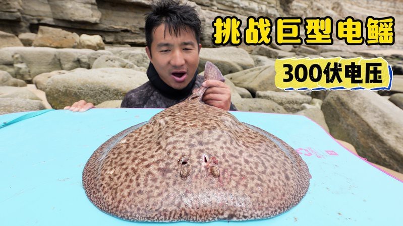 電鰩視頻趕?！尽睹锴笏埂访锴笏沟?集:趕海被電到尖叫趣說自然】