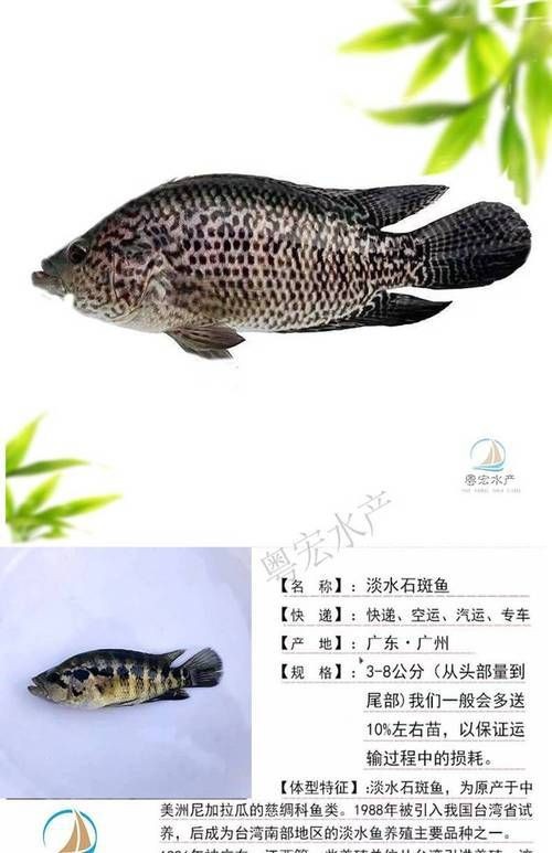 花斑魚圖片大全【-匯圖網匯圖網匯圖網美麗的花斑魚圖片大全】