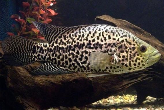 花斑魚圖片大全【-匯圖網匯圖網匯圖網美麗的花斑魚圖片大全】