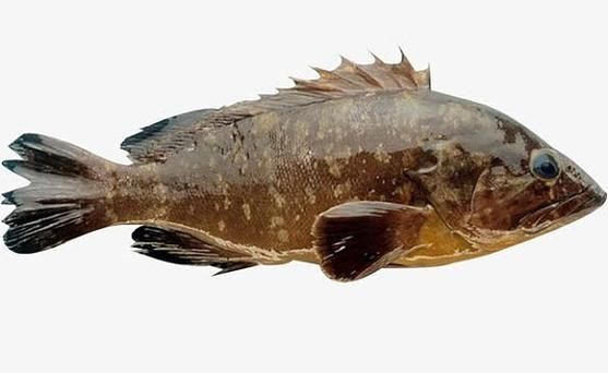 花斑魚圖片大全【-匯圖網匯圖網匯圖網美麗的花斑魚圖片大全】