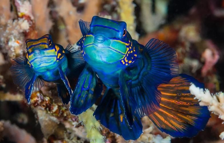 花斑魚圖片大全【-匯圖網匯圖網匯圖網美麗的花斑魚圖片大全】