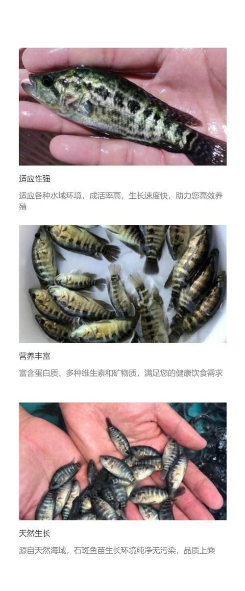花斑魚圖片大全【-匯圖網匯圖網匯圖網美麗的花斑魚圖片大全】