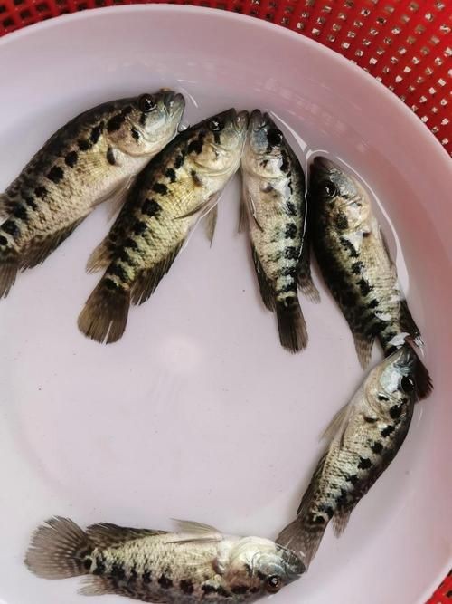 花斑魚圖片大全【-匯圖網匯圖網匯圖網美麗的花斑魚圖片大全】