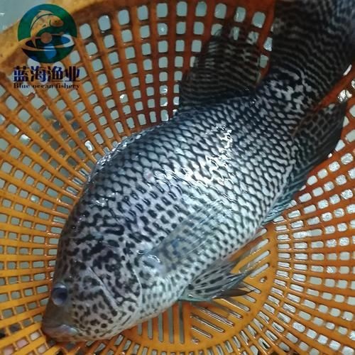 花斑魚圖片大全【-匯圖網匯圖網匯圖網美麗的花斑魚圖片大全】