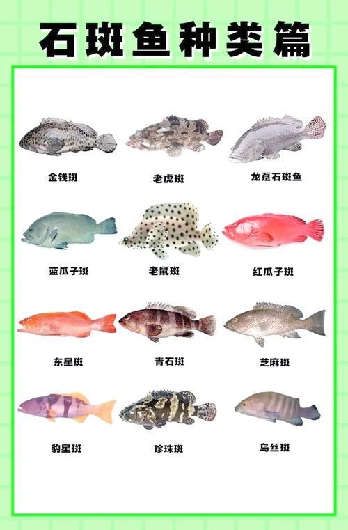 花斑魚圖片大全【-匯圖網匯圖網匯圖網美麗的花斑魚圖片大全】