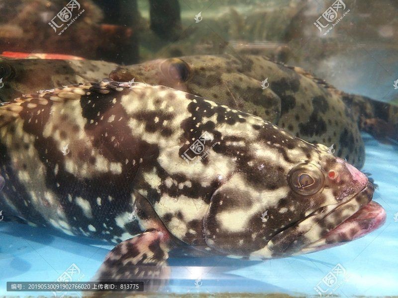 花斑魚圖片大全【-匯圖網匯圖網匯圖網美麗的花斑魚圖片大全】