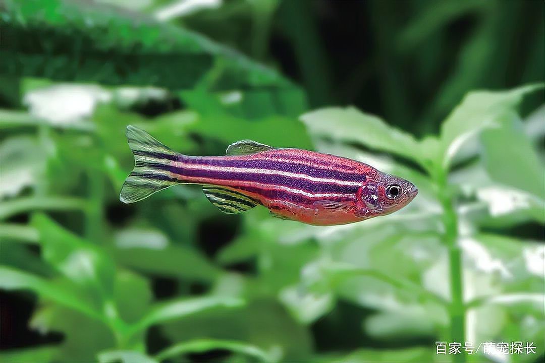 怎么判斷斑馬魚(yú)公母【daniorerio)斑馬魚(yú)性別鑒別技巧】 怎么判斷斑馬魚(yú)公母【daniorerio)斑馬魚(yú)性別鑒別技巧】 龍魚(yú)論壇 第4張