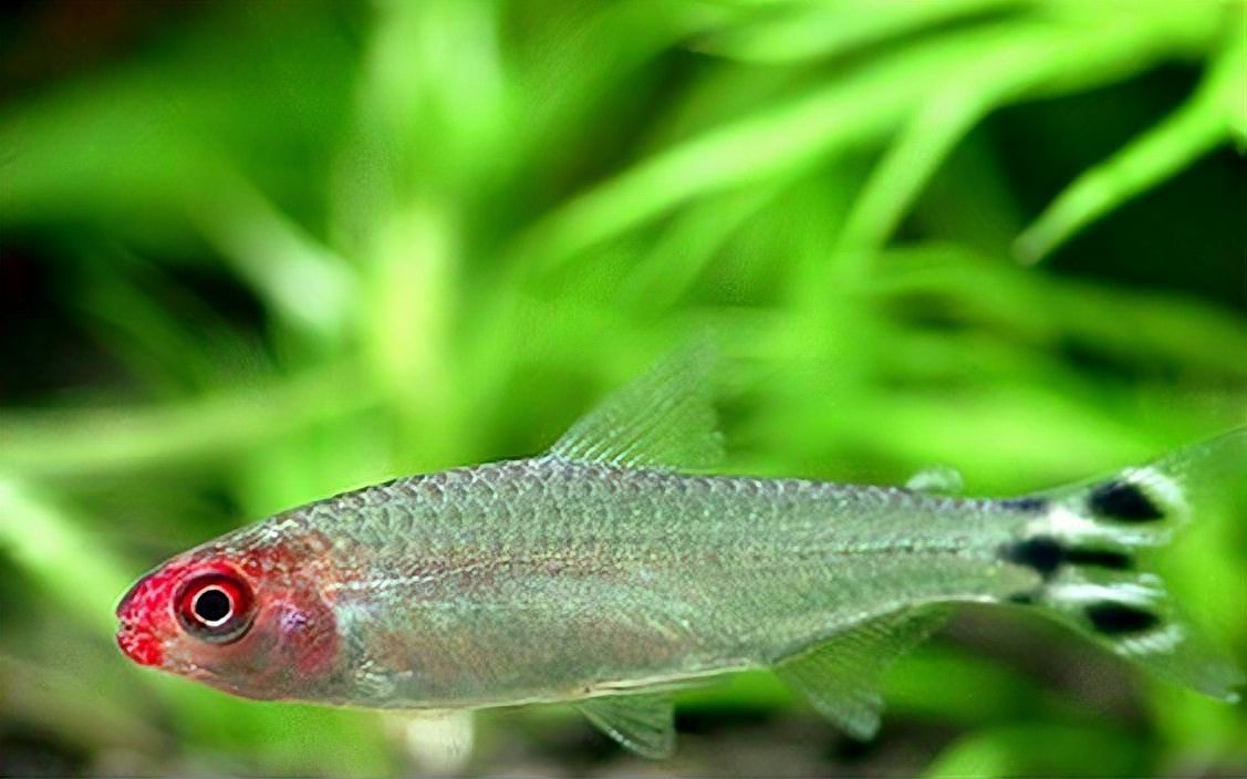 怎么判斷斑馬魚(yú)公母【daniorerio)斑馬魚(yú)性別鑒別技巧】 怎么判斷斑馬魚(yú)公母【daniorerio)斑馬魚(yú)性別鑒別技巧】 龍魚(yú)論壇 第6張