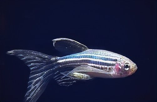 怎么判斷斑馬魚(yú)公母【daniorerio)斑馬魚(yú)性別鑒別技巧】 怎么判斷斑馬魚(yú)公母【daniorerio)斑馬魚(yú)性別鑒別技巧】 龍魚(yú)論壇 第5張