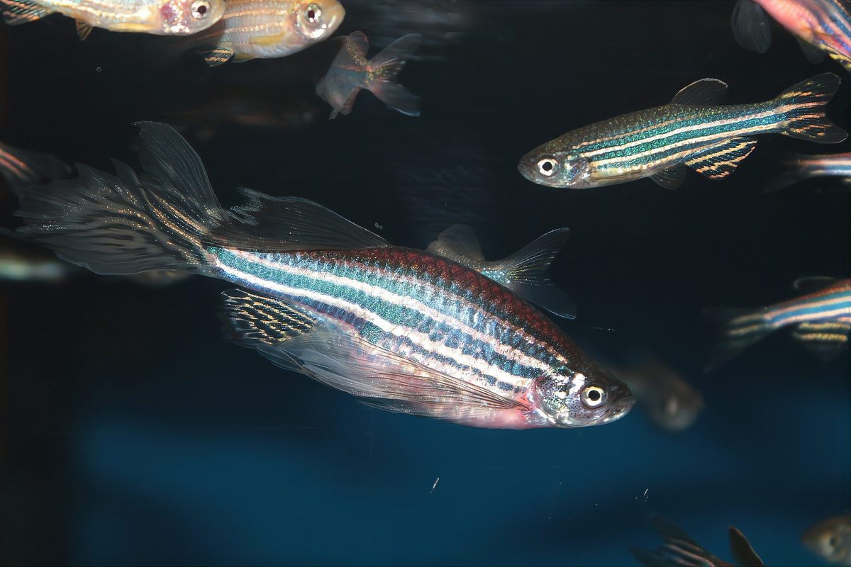 怎么判斷斑馬魚(yú)公母【daniorerio)斑馬魚(yú)性別鑒別技巧】 怎么判斷斑馬魚(yú)公母【daniorerio)斑馬魚(yú)性別鑒別技巧】 龍魚(yú)論壇 第9張