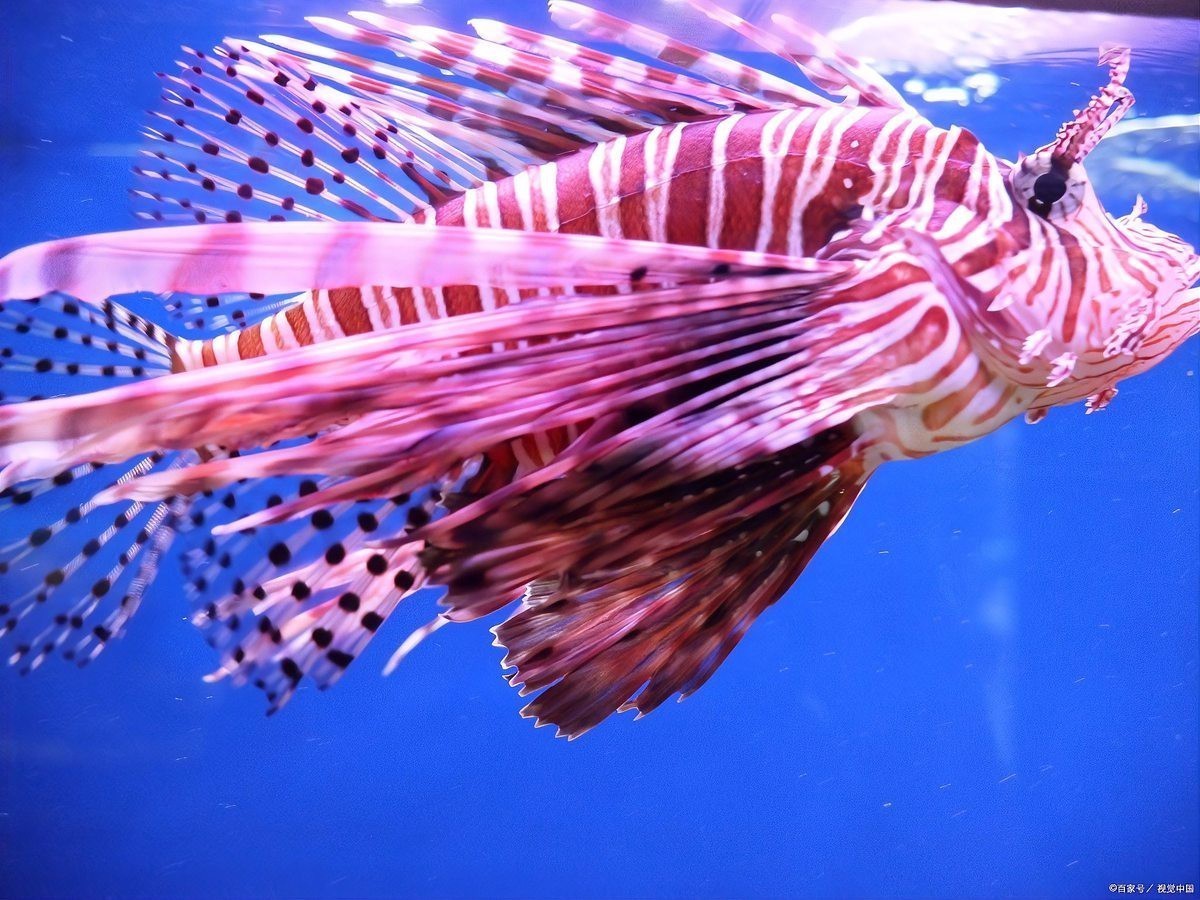 怎么判斷斑馬魚(yú)公母【daniorerio)斑馬魚(yú)性別鑒別技巧】 怎么判斷斑馬魚(yú)公母【daniorerio)斑馬魚(yú)性別鑒別技巧】 龍魚(yú)論壇 第7張