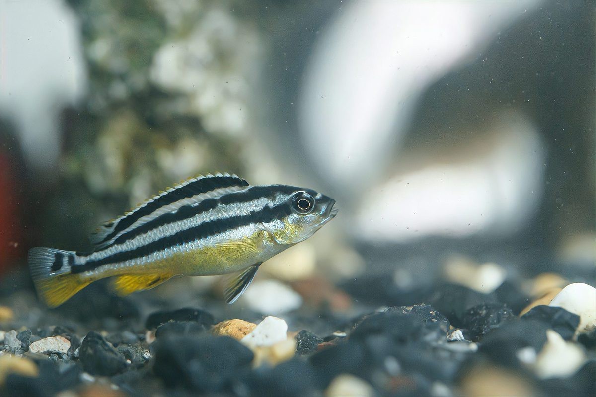 怎么判斷斑馬魚(yú)公母【daniorerio)斑馬魚(yú)性別鑒別技巧】 怎么判斷斑馬魚(yú)公母【daniorerio)斑馬魚(yú)性別鑒別技巧】 龍魚(yú)論壇 第8張