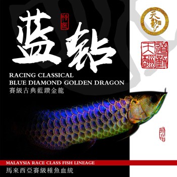 賽級金龍是雜牌子嗎【如何辨別賽級金龍真偽,賽級金龍與普通金龍區別】