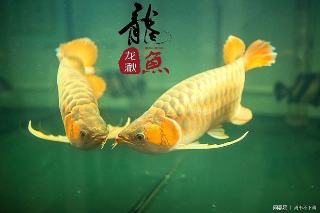 養黑龍睛風水意義【黑龍睛\