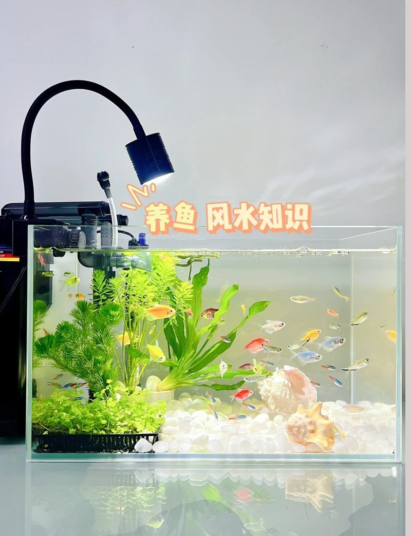 養黑龍睛風水意義【黑龍睛\