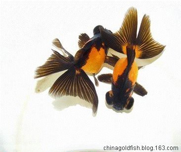 養黑龍睛風水意義【黑龍睛\