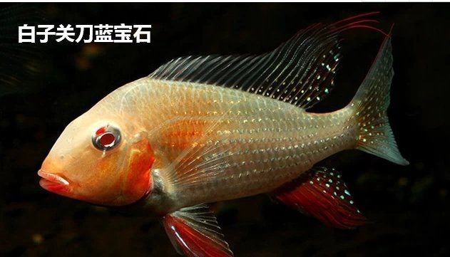 紅眼白子關(guān)刀魚哪個國家【如何區(qū)分紅眼白子關(guān)刀魚的雌雄】