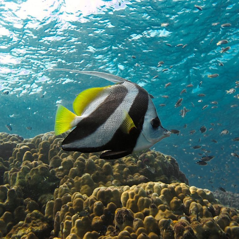 紅眼白子關刀魚哪個國家【如何區分紅眼白子關刀魚的雌雄】