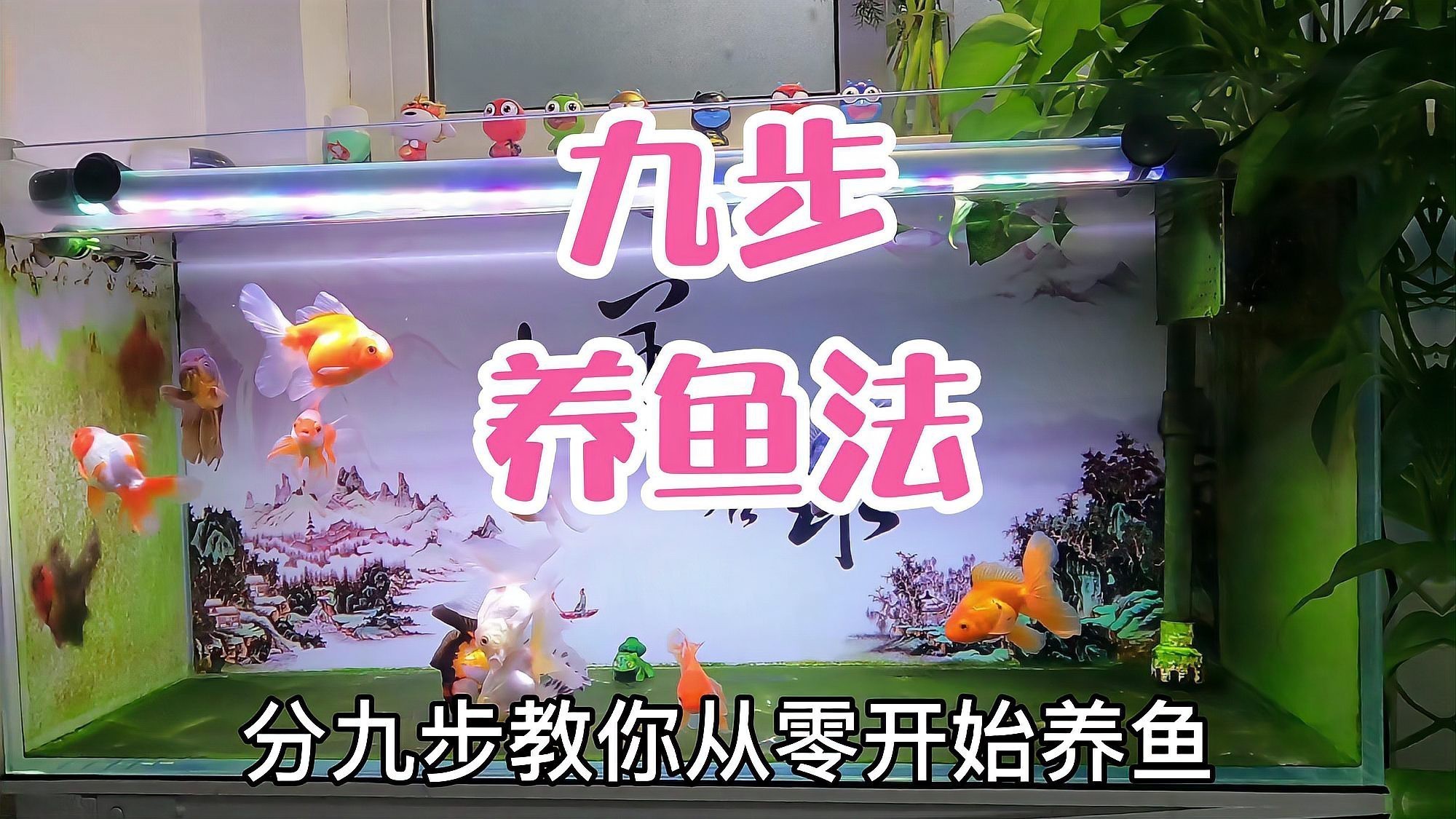 古典金龍怎么養(yǎng)出更好的底色【\