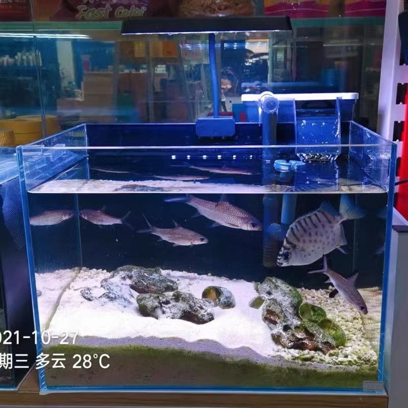鸚鵡魚和銀龍魚混養怎樣喂食 吳川市梅菉龍魚坊水族館(梅市梅魚飯店)【吳川市梅菉龍魚坊水族館】 全國水族館企業名錄 吳川市梅菉龍魚坊水族館(梅市梅魚飯店)【吳川市梅菉龍魚坊水族館】 吳川市梅菉龍魚坊水族館(梅市梅魚飯店)【吳川市梅菉龍魚坊水族館】 全國水族館企業名錄
