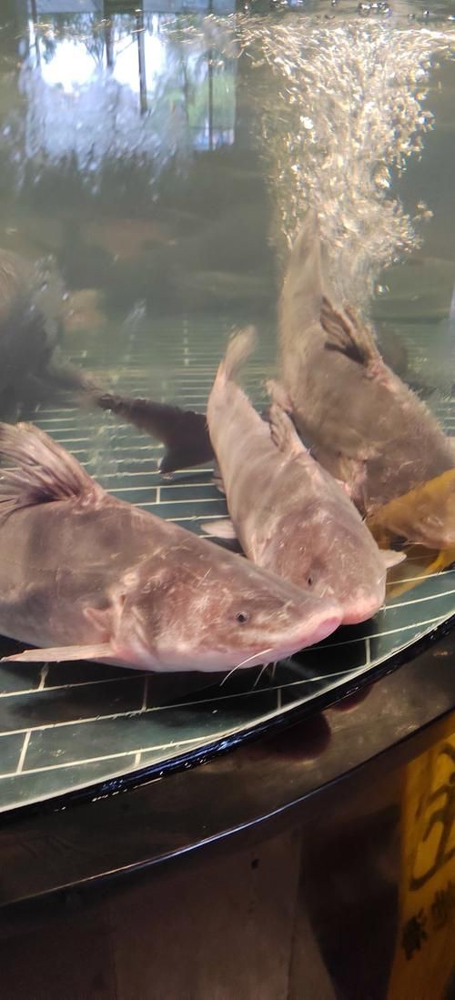 鮰魚圖片大全大圖【《鮰魚圖片大全大圖》】