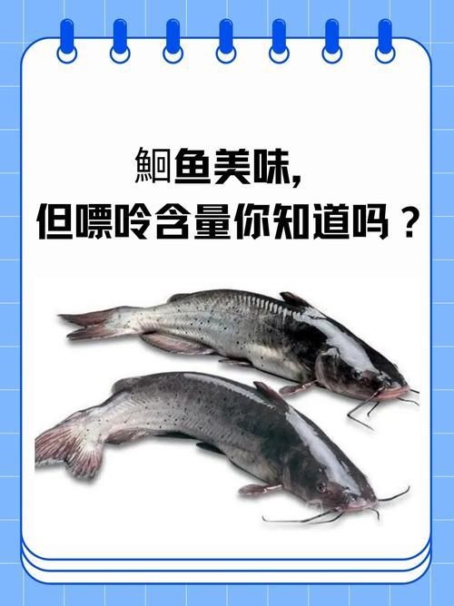 鮰魚圖片大全大圖【《鮰魚圖片大全大圖》】