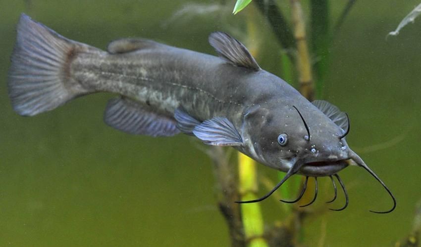 鮰魚圖片大全大圖【《鮰魚圖片大全大圖》】