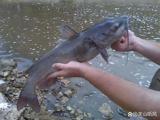 鮰魚圖片大全大圖【《鮰魚圖片大全大圖》】