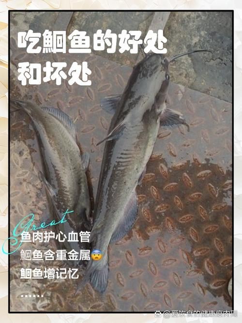 鮰魚圖片大全大圖【《鮰魚圖片大全大圖》】