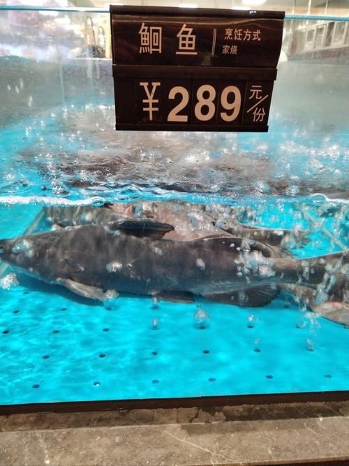 鮰魚圖片大全大圖【《鮰魚圖片大全大圖》】