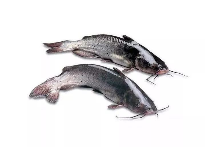 鮰魚圖片大全大圖【《鮰魚圖片大全大圖》】