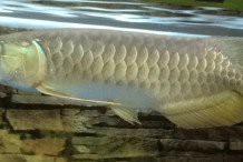 過背金龍有什么顏色的【過背金龍魚的色彩探究】
